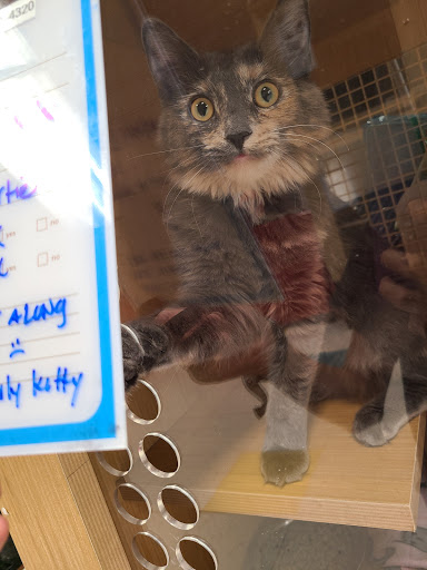 Pet Supply Store «Petco Animal Supplies», reviews and photos, 2500 Imperial Hwy #114, Brea, CA 92821, USA