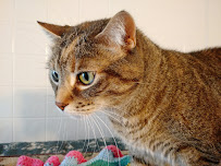 Holistic Vet - Marcie Fallek, DVM, CVA - Photo 6 - Car repair in Granby, CT, Springfield