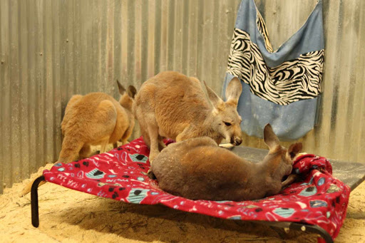 Zoo «Jozee Rooz Indoor Petting Zoo», reviews and photos, 120 138th St S, Tacoma, WA 98444, USA