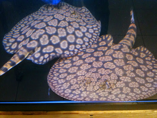 Pet Supply Store «Monster Aquarium Inc.», reviews and photos, 131-08 40 Rd, Flushing, NY 11354, USA