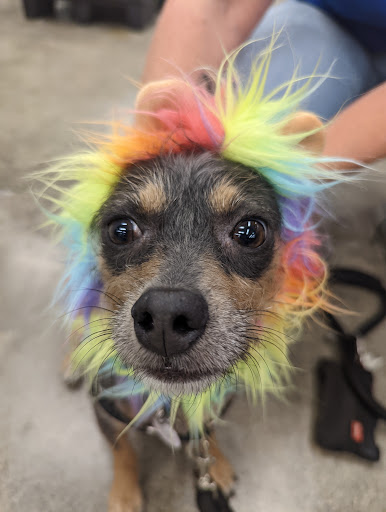 Pet Supply Store «Petco Animal Supplies», reviews and photos, 6020 Ball Rd, Buena Park, CA 90620, USA