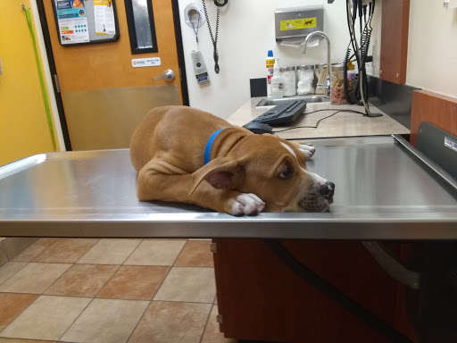 Pet Supply Store «PetSmart», reviews and photos, 2840 W Chandler Blvd, Chandler, AZ 85224, USA