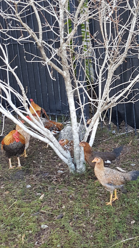 Museum «Ybor City State Museum», reviews and photos, 1818 E 9th Ave, Tampa, FL 33605, USA