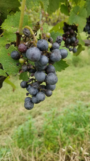 Winery «Grove Winery», reviews and photos, 7360 Brooks Bridge Rd, Gibsonville, NC 27249, USA