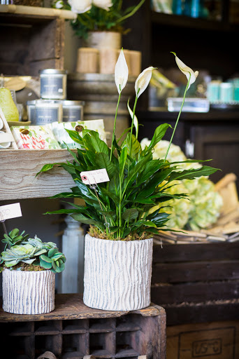 Florist «Fleur De Lis», reviews and photos, 460 Ocean St, South Portland, ME 04106, USA