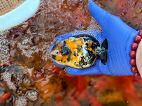 Full House Goldfish (满屋金鱼) - Photo 7 - Car repair in San Jose, CA, San Jose