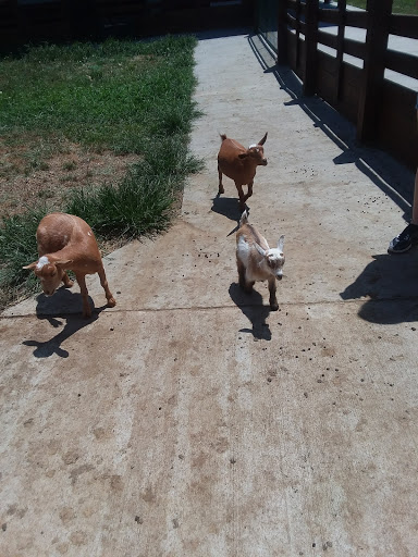 Farm «Goat Milk Stuff», reviews and photos, 76 S Lake Rd N, Scottsburg, IN 47170, USA