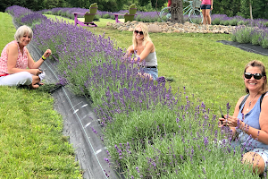 Indigo Lavender Farms image
