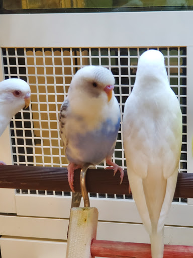 Pet Supply Store «PetSmart», reviews and photos, 3865 NY-31, Liverpool, NY 13090, USA