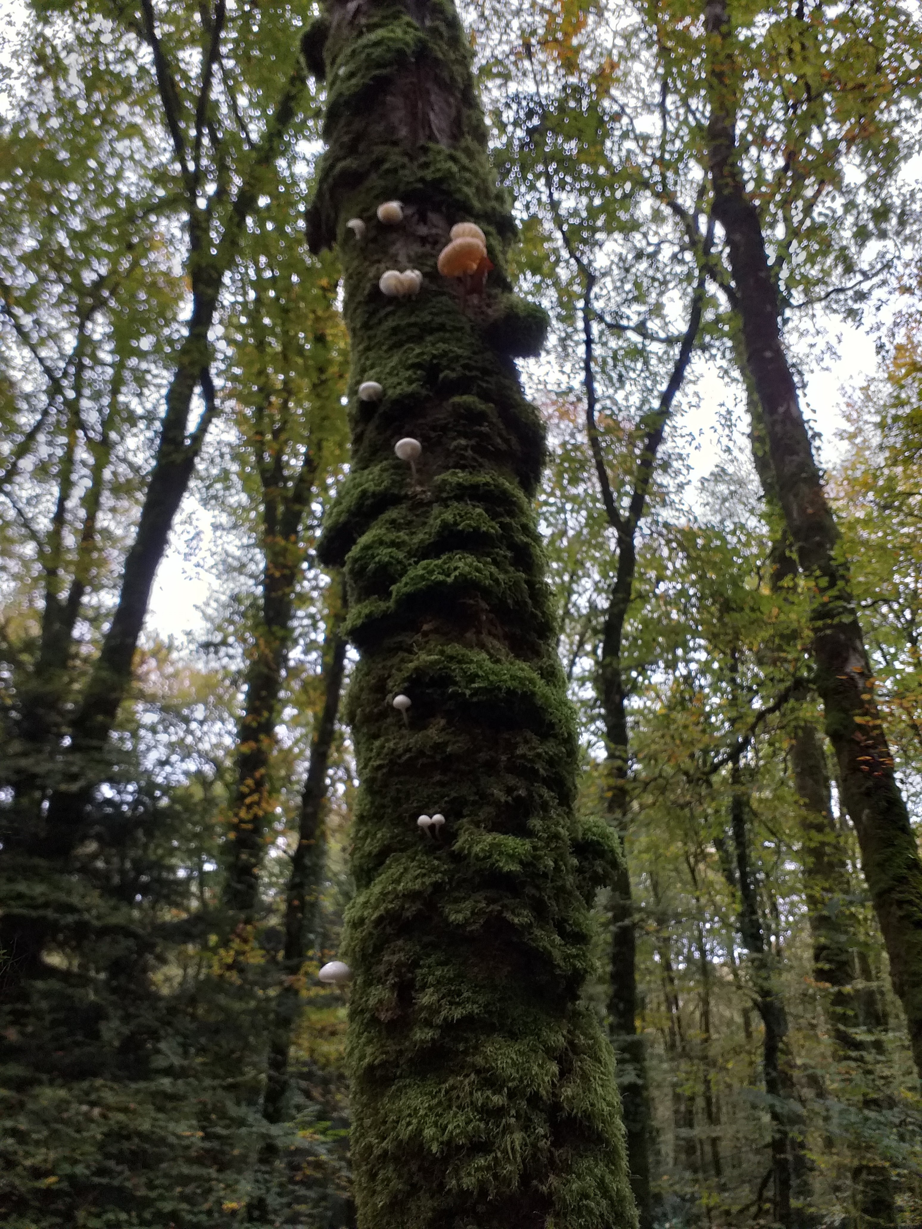Photo n° 2 de l'avis de Sylvie.h fait le 23/10/2020 à 16:58