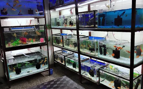 Shri Shyam Aquariums - Fish aquarium shop in Laxman Vihar image