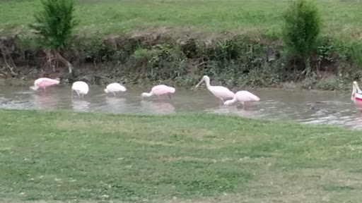 Golf Course «River Bend Resort & Golf Club», reviews and photos, 4541 US-281, Brownsville, TX 78520, USA