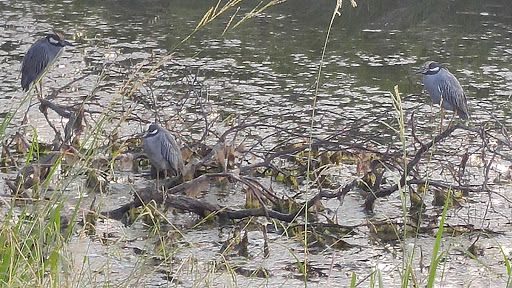 Park «Cravens Park», reviews and photos, 400 Cravens Park Dr, Arlington, TX 76018, USA