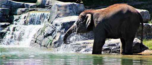 Park «Syracuse Zoo (Rosamond Gifford Zoo)», reviews and photos, One Conservation Pl, Syracuse, NY 13204, USA