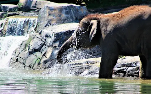 Rosamond Gifford Zoo image