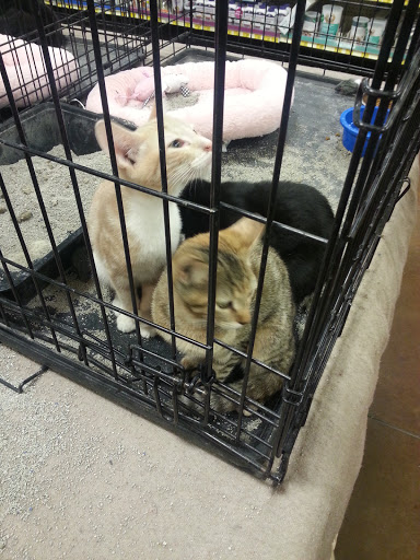 Pet Supply Store «PetSmart», reviews and photos, 1561 N Dysart Rd, Avondale, AZ 85323, USA