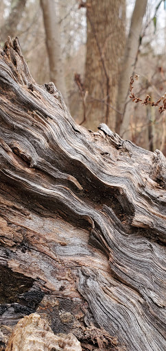 Park «Glassboro Wildlife Management Area», reviews and photos, Fries Mill Rd, Clayton, NJ 08312, USA