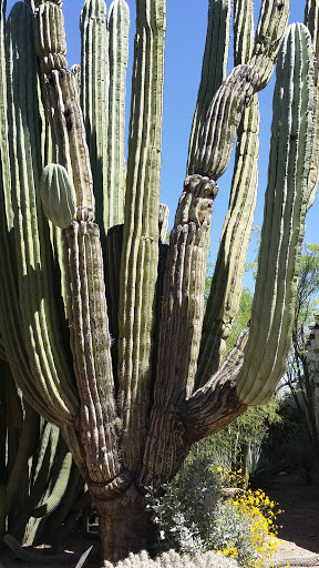 Golf Course «Stardust Golf Course», reviews and photos, 12702 W Stardust Blvd, Sun City West, AZ 85375, USA