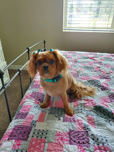 Pet Supply Store «PetSmart», reviews and photos, 3081 S 5600 W, Salt Lake City, UT 84120, USA