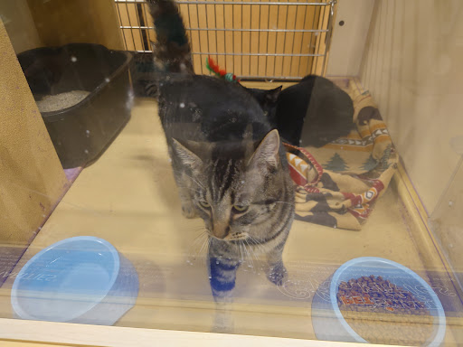 Pet Supply Store «PetSmart», reviews and photos, 2440 E Charleston Rd, Mountain View, CA 94043, USA