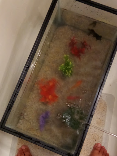 Pet Supply Store «Petland Discounts - Concourse Plaza», reviews and photos, 220 E 161st St, Bronx, NY 10451, USA