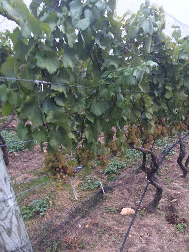 Winery «Truro Vineyards + South Hollow Spirits», reviews and photos, 11 Shore Rd, North Truro, MA 02652, USA