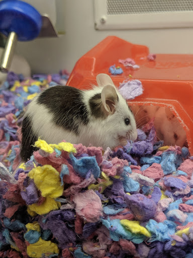 Pet Supply Store «Petco Animal Supplies», reviews and photos, 4345 U.S. 9, Freehold, NJ 07728, USA