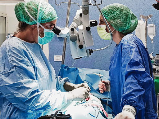 Pensioni per cani e dog hotel a Clinica Veterinaria Citt di Catania