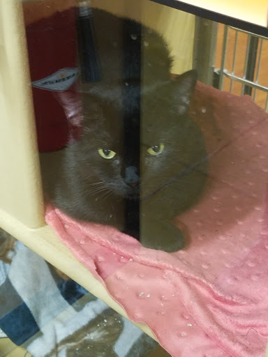 Pet Supply Store «PetSmart», reviews and photos, 132 NJ-31, Flemington, NJ 08822, USA