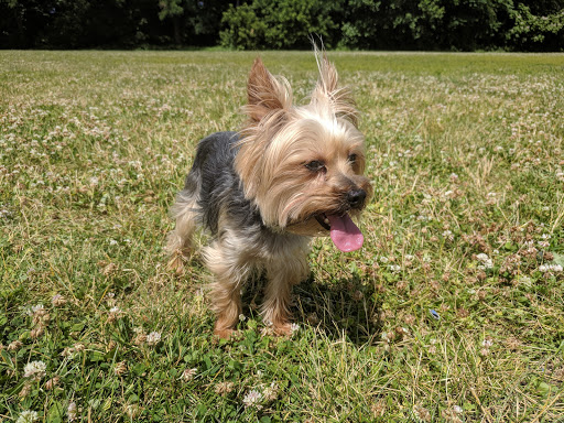 Park «ROGERS PARK», reviews and photos, 30 Rogers Park Ave, Boston, MA 02135, USA