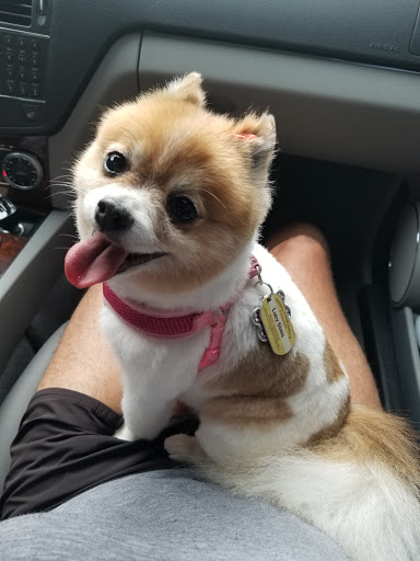 Pet Supply Store «PetSmart», reviews and photos, 1700 N Federal Hwy, Fort Lauderdale, FL 33305, USA