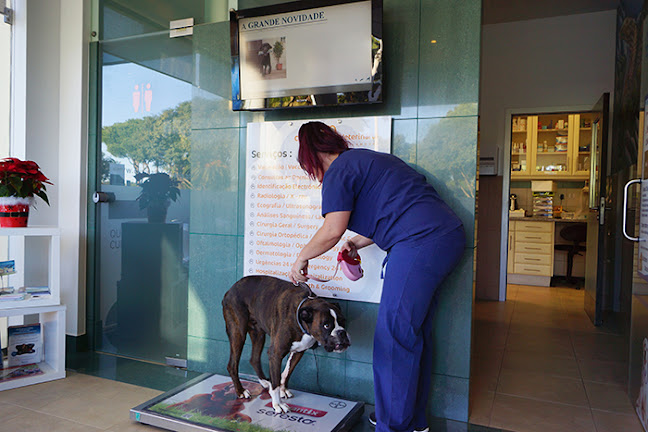 Clínica Veterinária Vilamoura - Veterinário