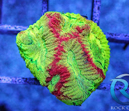 RockCorals.de photo