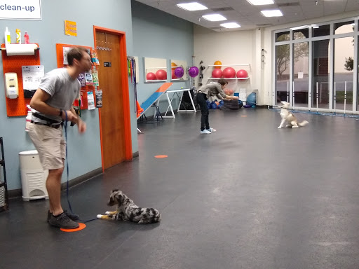Dog training classes Austin