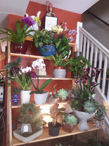 Wholesale Florist «Urban Jungle», reviews and photos, 2603 Sherman Ave NW, Washington, DC 20001, USA