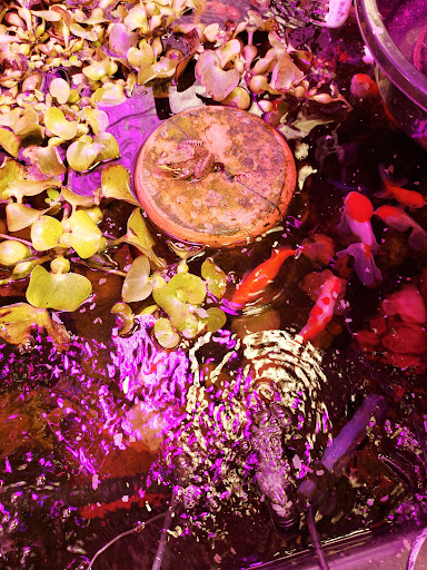 Tropical Fish Store «Tropi-Quatics Pet Center», reviews and photos, 337 S Main St, Lombard, IL 60148, USA