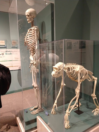 Museum «Peabody Museum of Archaeology and Ethnology», reviews and photos, 11 Divinity Ave, Cambridge, MA 02138, USA