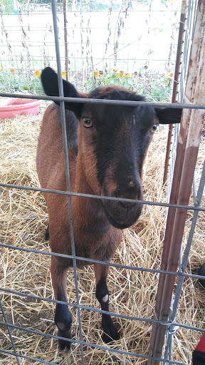 Market «E Z Orchards Farm Market», reviews and photos, 5504 Hazelgreen Rd NE, Salem, OR 97305, USA