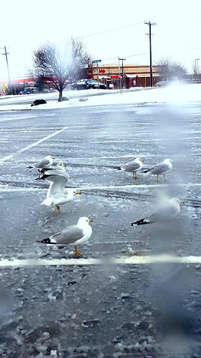 Grocery Store «Food Lion», reviews and photos, 501 W Main St, Middletown, DE 19709, USA