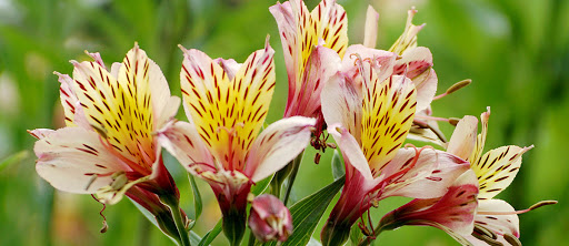 Grocery Store «Schnucks», reviews and photos, 109 N Mattis Ave, Champaign, IL 61821, USA