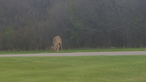 Golf Course «Pheasant Run Golf Club», reviews and photos, 46500 Summit Pkwy, Canton, MI 48188, USA