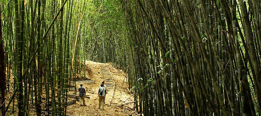 Bamboocycles