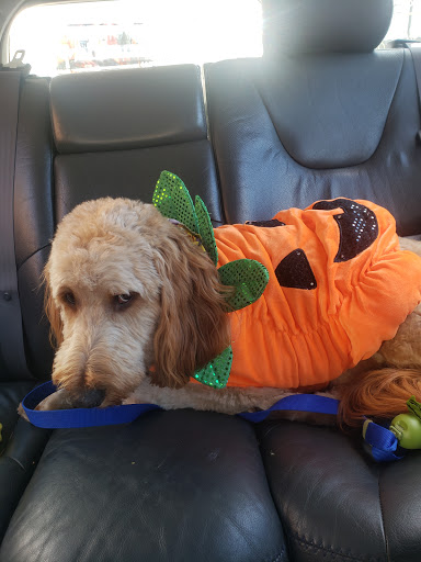 Pet Supply Store «PetSmart», reviews and photos, 9589 Ridgetop Blvd NW, Silverdale, WA 98383, USA