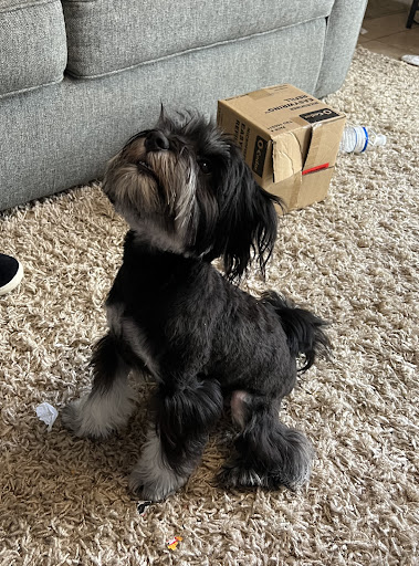 Pet Store «Woof Gang Bakery & Grooming Palm Beach Gardens», reviews and photos, 6231 PGA Boulevard #114, Palm Beach Gardens, FL 33418, USA