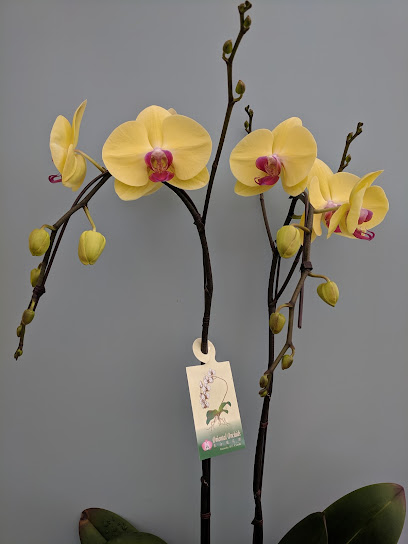 Oriental Orchids Ltd.