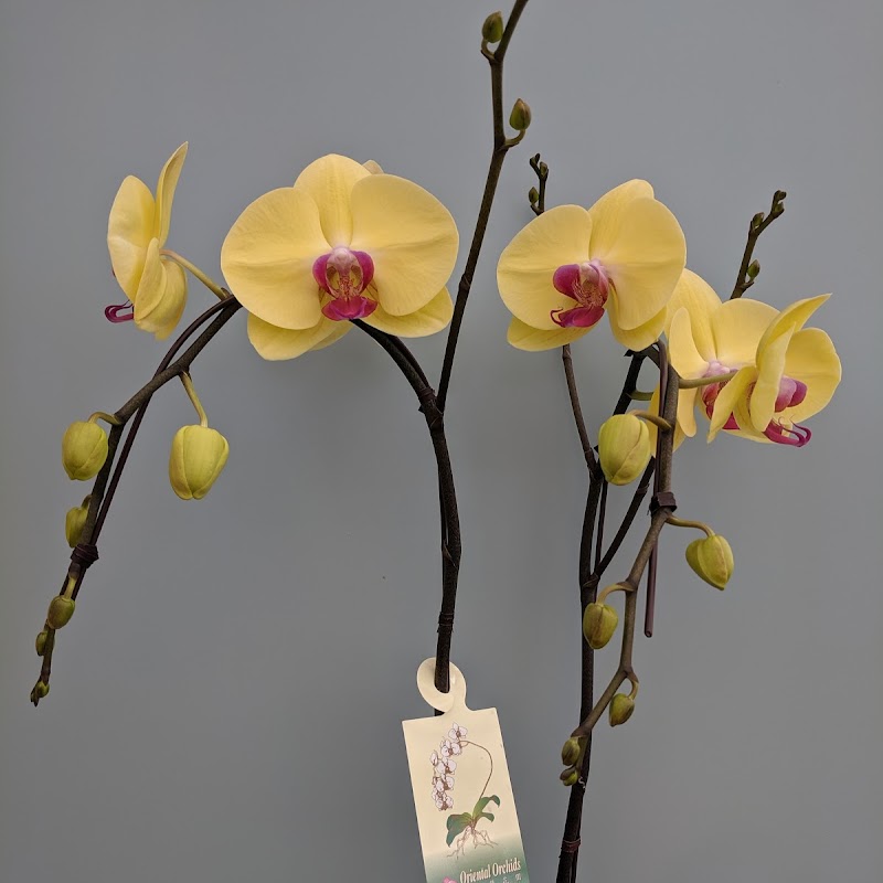 Oriental Orchids Ltd.