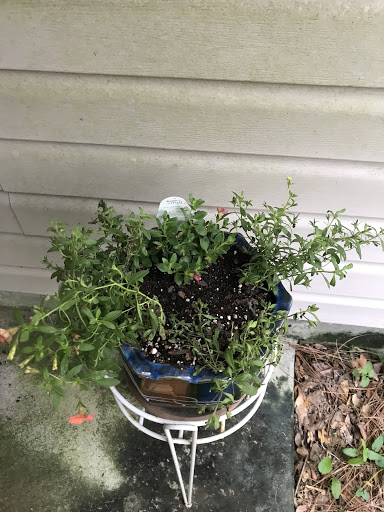 Garden Center «Buds & Blooms Landscaping Nursery», reviews and photos, 42 Sea Island Pkwy, Beaufort, SC 29907, USA