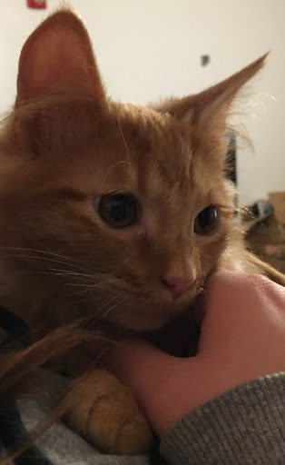 Pet Store «Animal Ark», reviews and photos, 175 S 500 E St, American Fork, UT 84003, USA