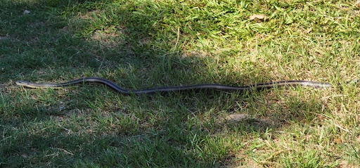 Golf Club «Fox Creek Golf Club», reviews and photos, 2433 Tomahawk Rd, Lydia, SC 29079, USA