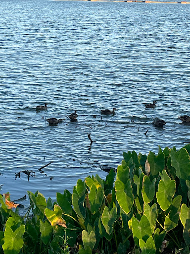 Park «Bachman Lake Park», reviews and photos, 3500 W Northwest Hwy, Dallas, TX 75220, USA